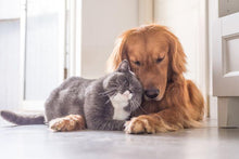 Load image into Gallery viewer, PetPro Tick Remover